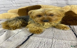 Yorkshire Terrier dogs for sale: Rebel - Image 18