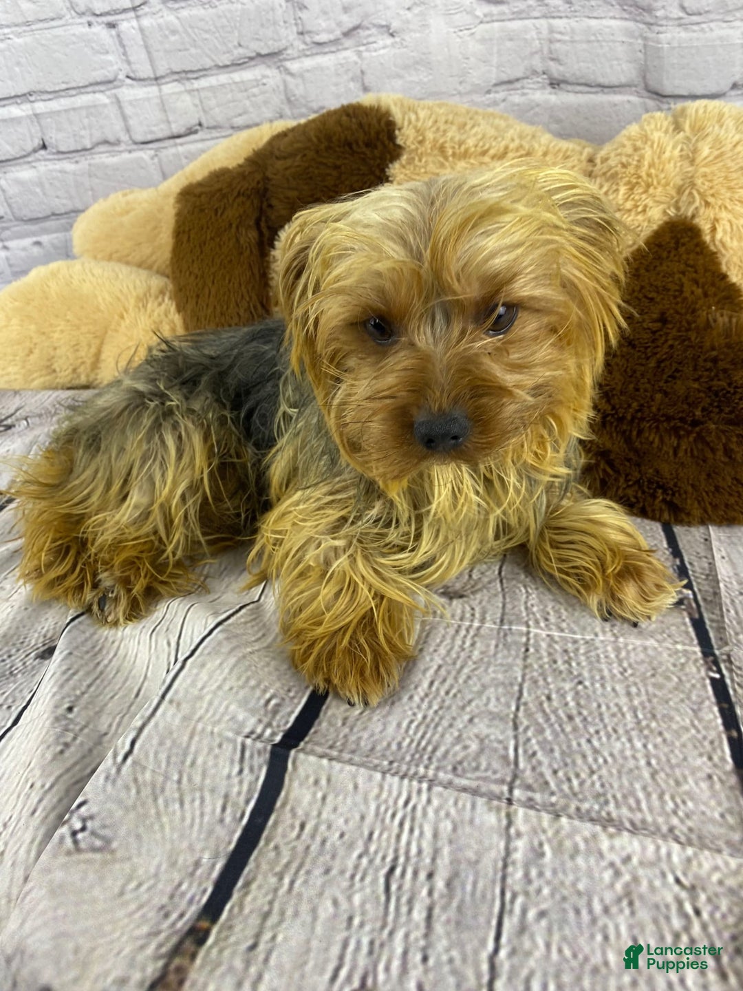 Yorkshire Terrier dogs for sale: Rebel - Image 18