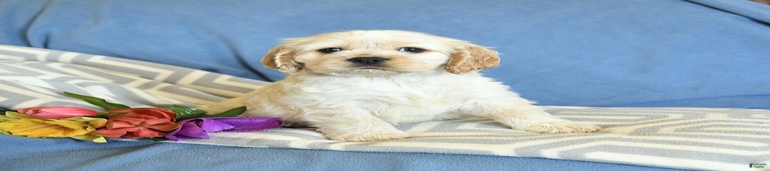 Harper
