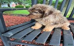 Mini Aussiedoodle dogs for sale: Ringo - Image 14