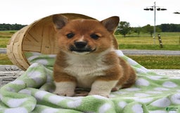 Welsh Corgi Pembroke dogs for sale: Tad - Image 4