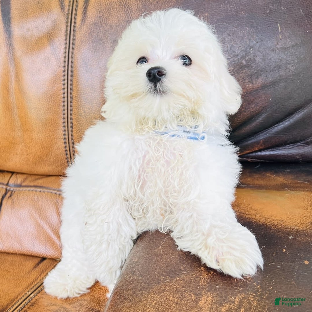 Maltese dogs for sale: Beau - Image 2