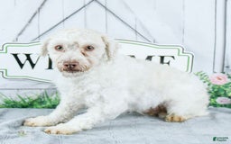 Havanese dogs for sale: Snickers - Image 5