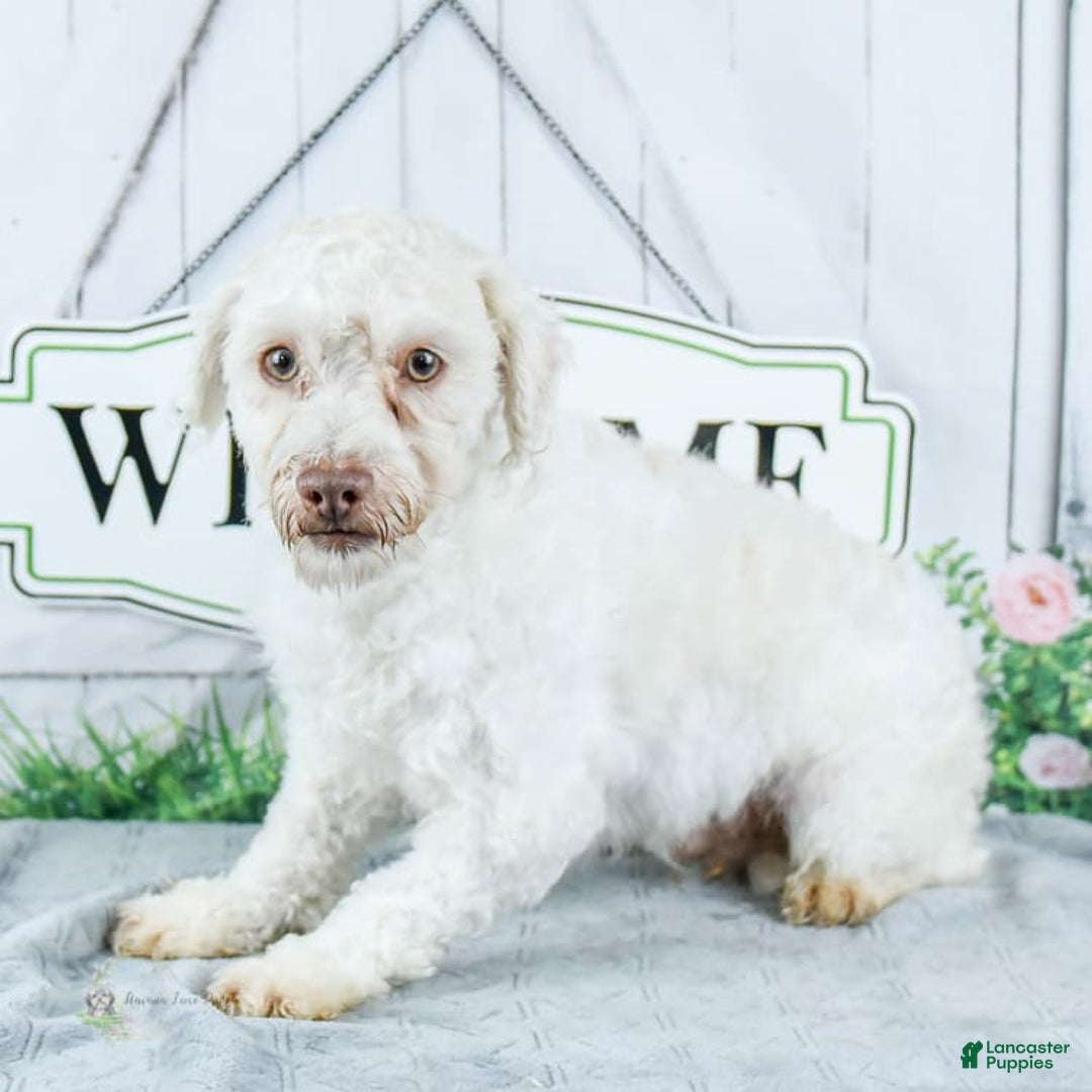 Havanese dogs for sale: Snickers - Image 5