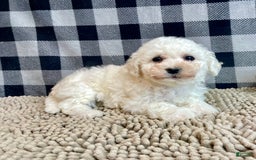 Bichon Frise dogs for sale: Blossom - Image 1