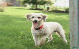 Cavapoo dogs for sale: Pepper - Image 6