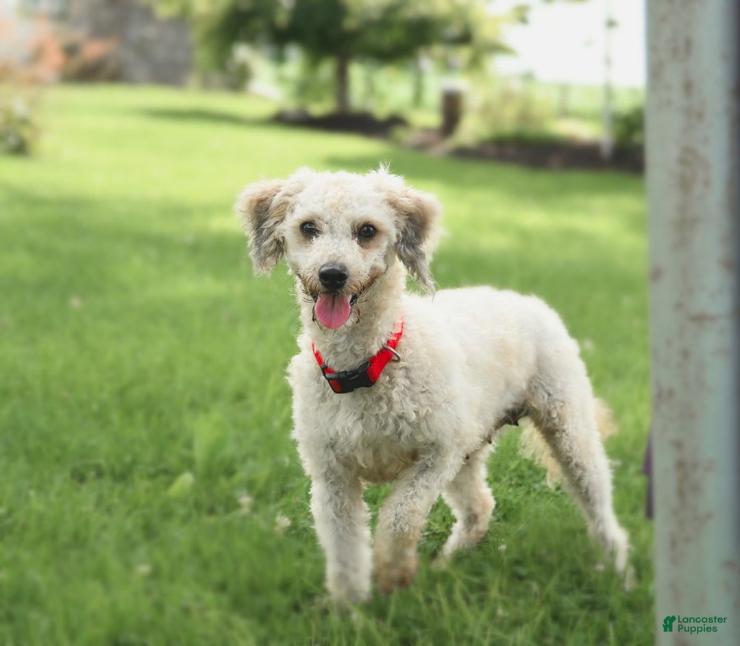 Cavapoo dogs for sale: Pepper - Image 6