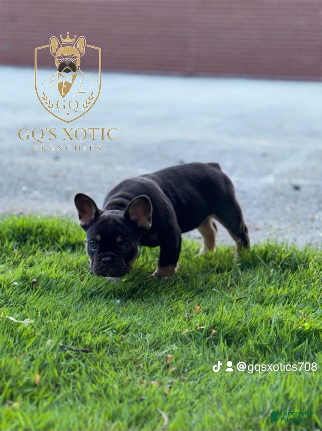 French Bulldog dogs for sale: Amara - Image 4