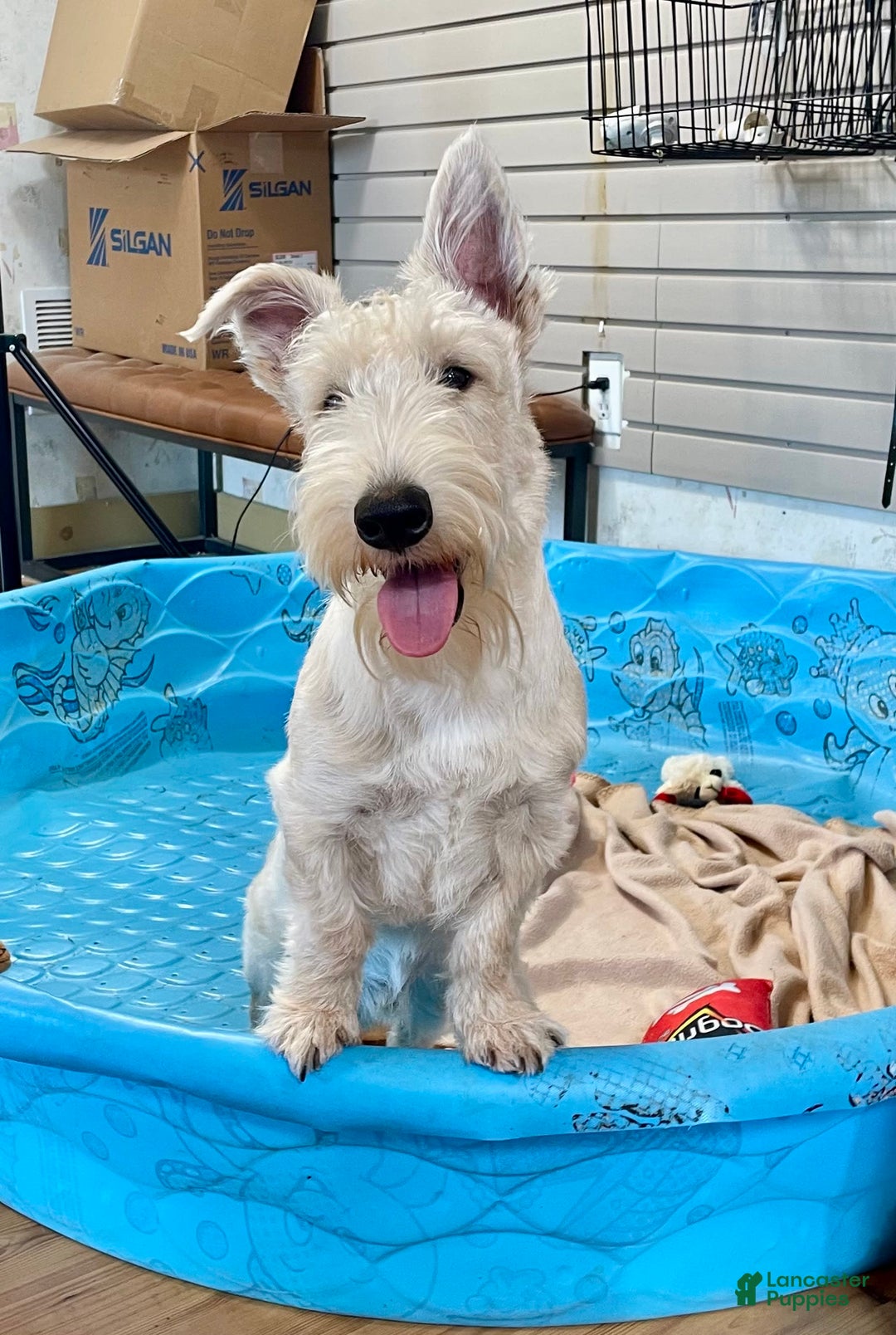 Scottish Terrier dogs for sale: Ollie - Image 12