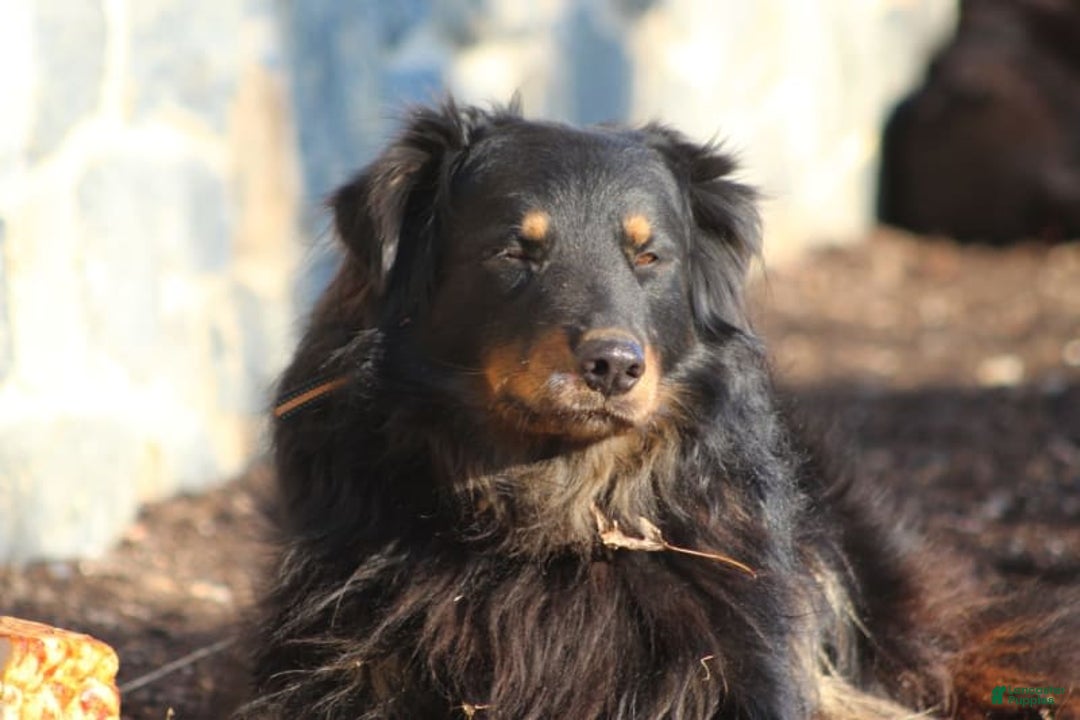 English Shepherd dogs for sale: Milano - Image 8