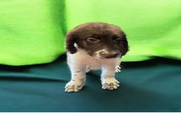 Labradoodle dogs for sale: Monte - Image 1