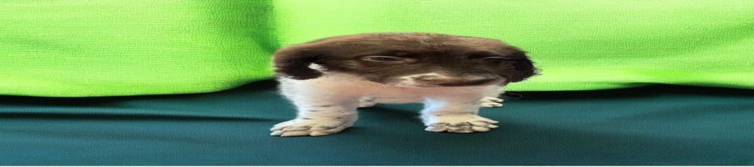 Monte