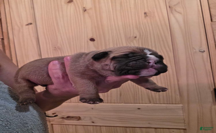 Olde English Bulldogge dogs for sale - Ad 4