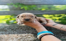 Golden Retriever dogs for sale: Pine - Image 1