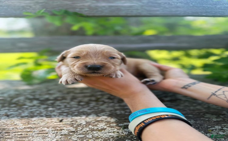 Golden Retriever dogs for sale - Ad 1