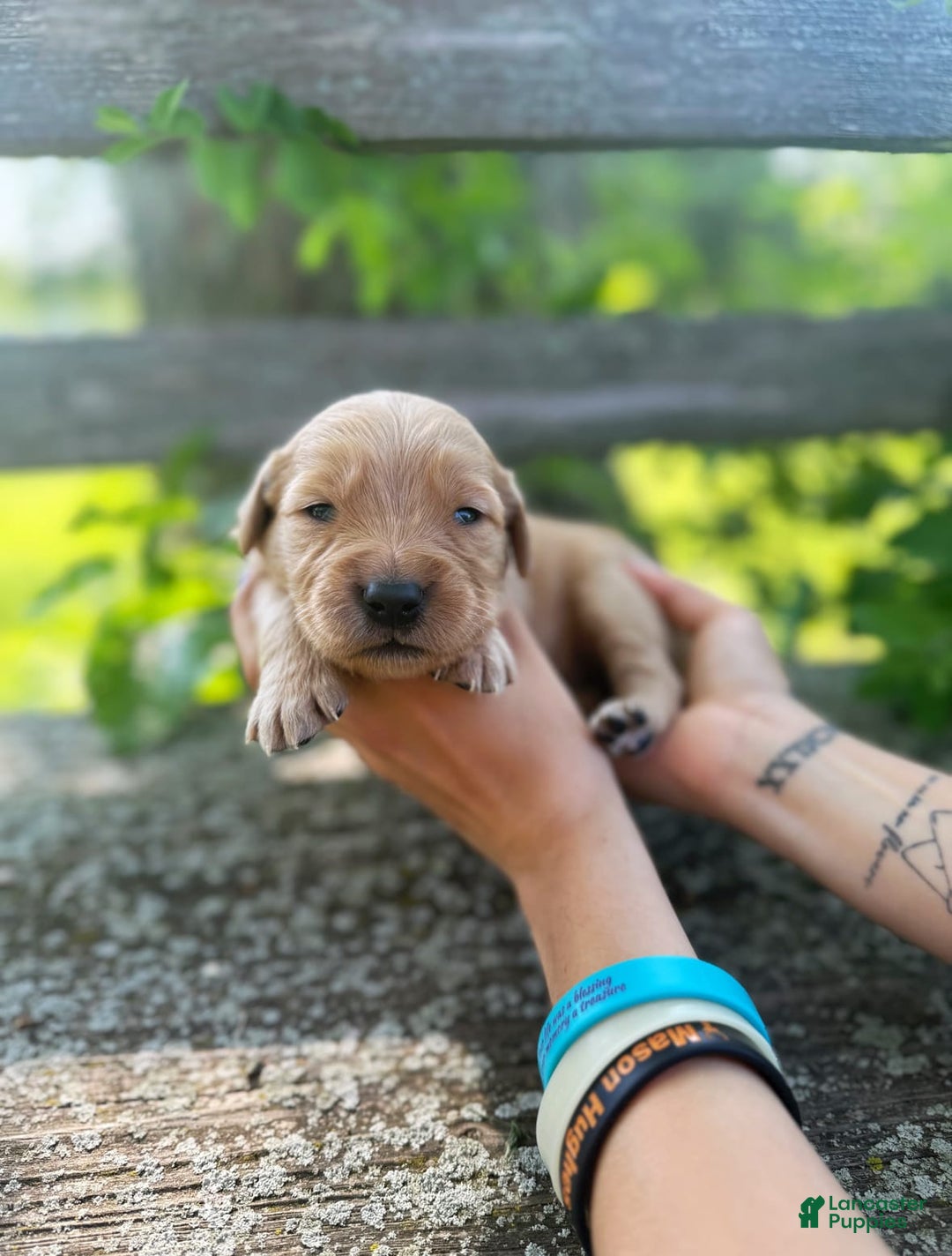 Golden Retriever dogs for sale: Pine - Image 1