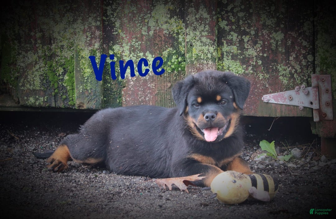Rottweiler dogs for sale: Vince - Image 1