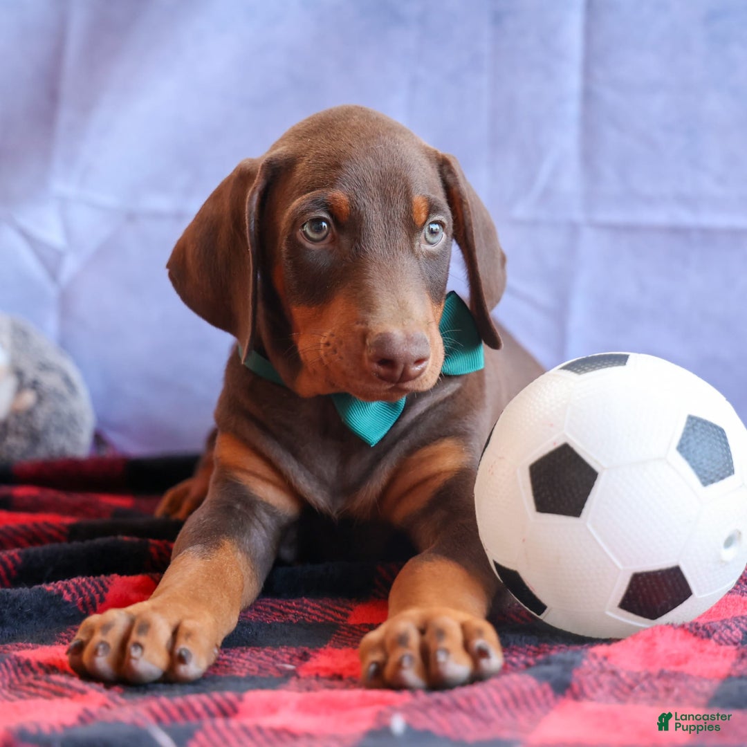Doberman Pinscher dogs for sale: Doberman Pinscher 3 puppies - Image 2