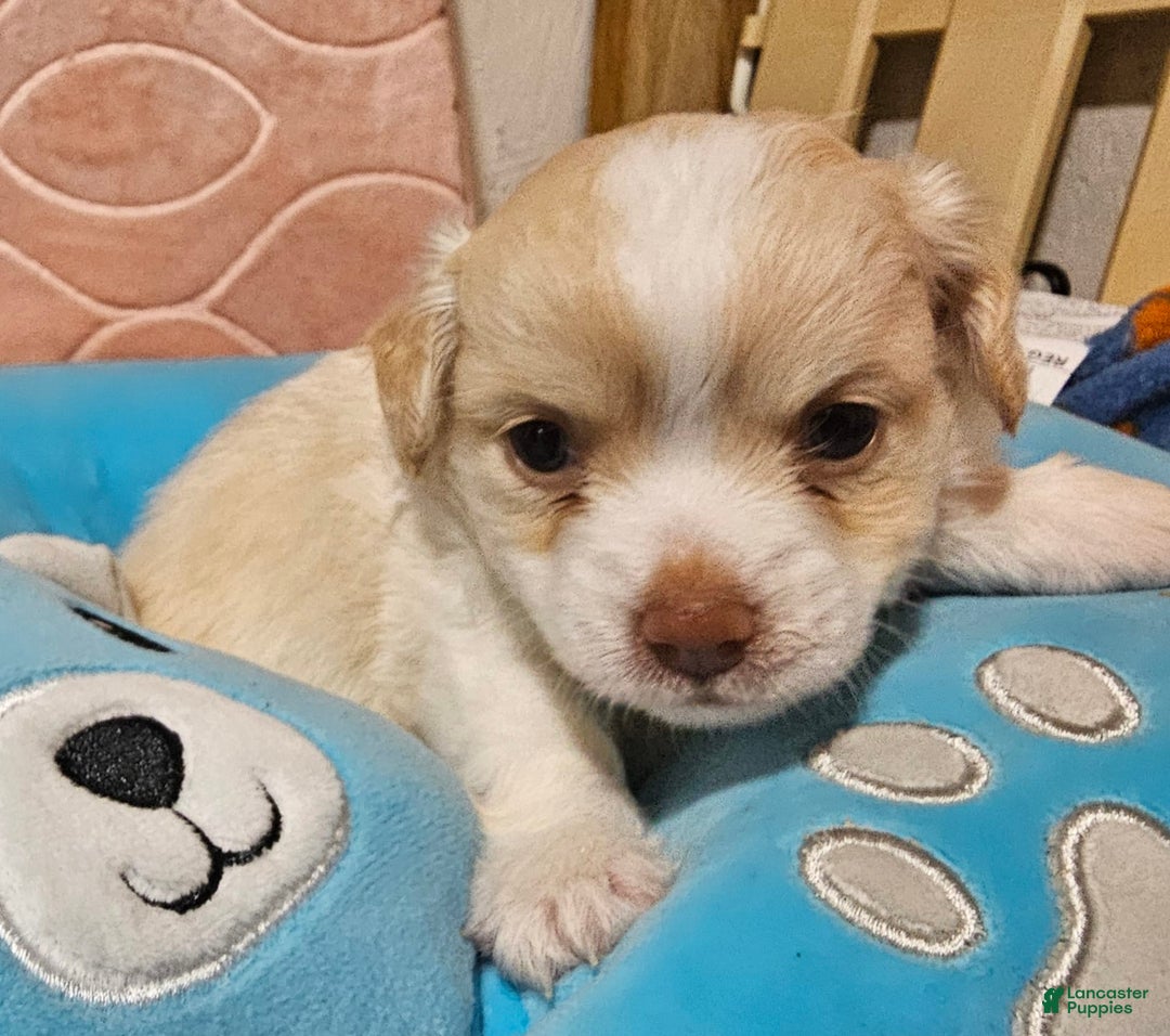 Chihuahua dogs for sale: Darcey - Image 9