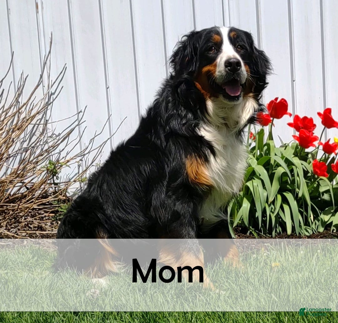 Mini Bernedoodle dogs for sale: Liberty - Image 12