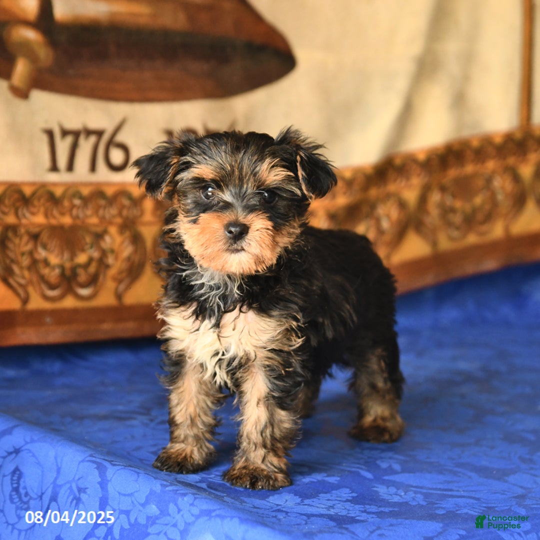 Yorkshire Terrier dogs for sale: Fudge - Image 4