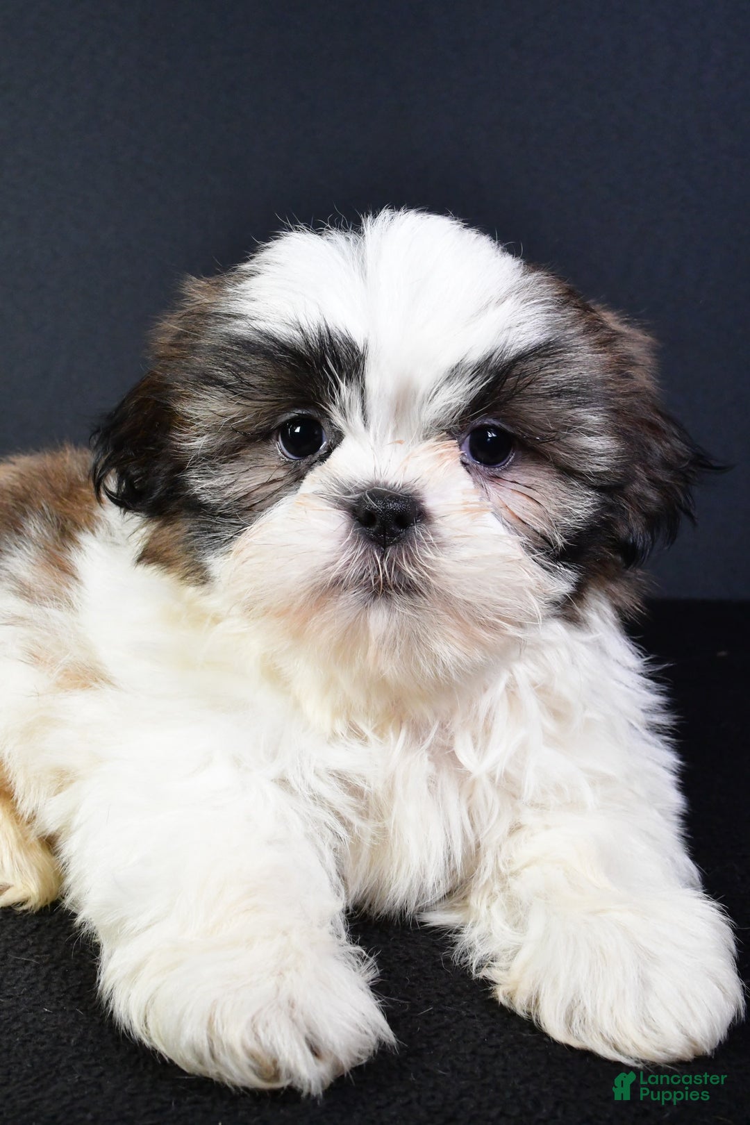 Shih Tzu dogs for sale: Jay - Image 2