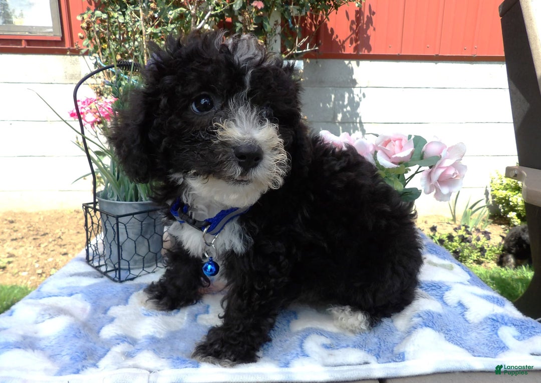 Aussiedoodle dogs for sale: Toto - Image 2