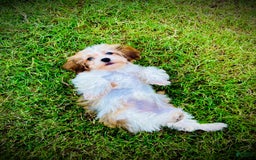 Havanese dogs for sale: Fefe Chanel - Image 4