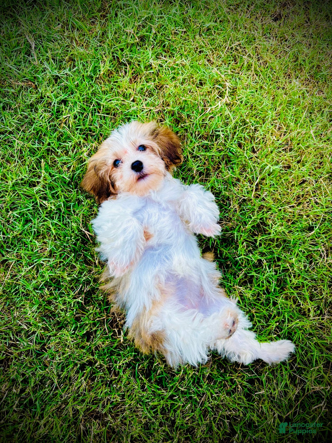 Havanese dogs for sale: Fefe Chanel - Image 4