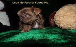Shih Tzu dogs for sale: Full AKC Jasper - Image 3