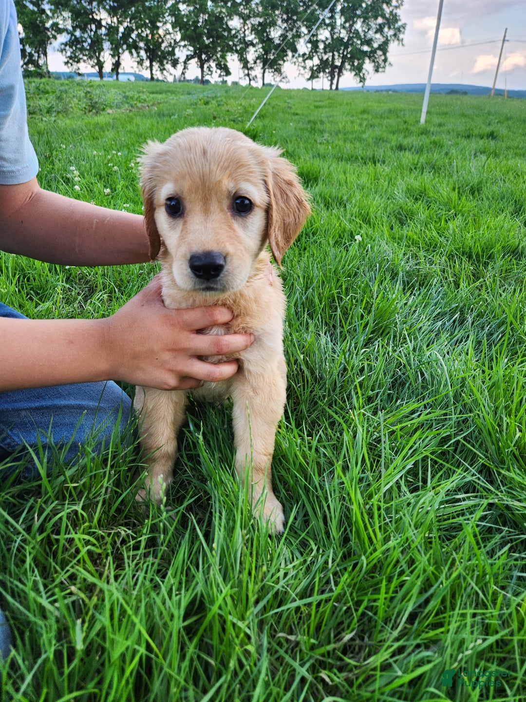 Golden Retriever dogs for sale: Miss Mint - Image 2