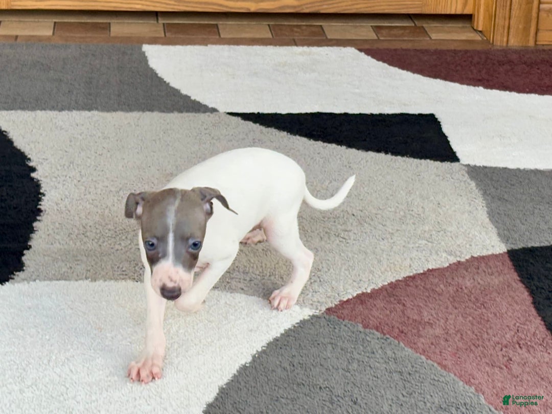 Italian Greyhound dogs for sale: Reggie - Image 2