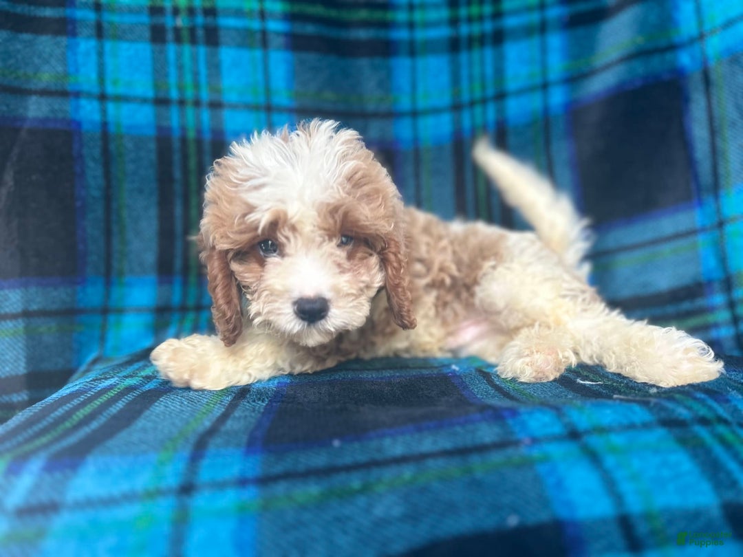 Mini Goldendoodle dogs for sale: Corbin - Image 5