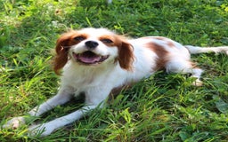 Cavalier King Charles Spaniel dogs for sale: Sage - Image 8