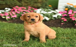 Labrador Retriever dogs for sale: Savannah - Image 5