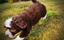 Havapoo dogs for sale: Juliet - Image 7