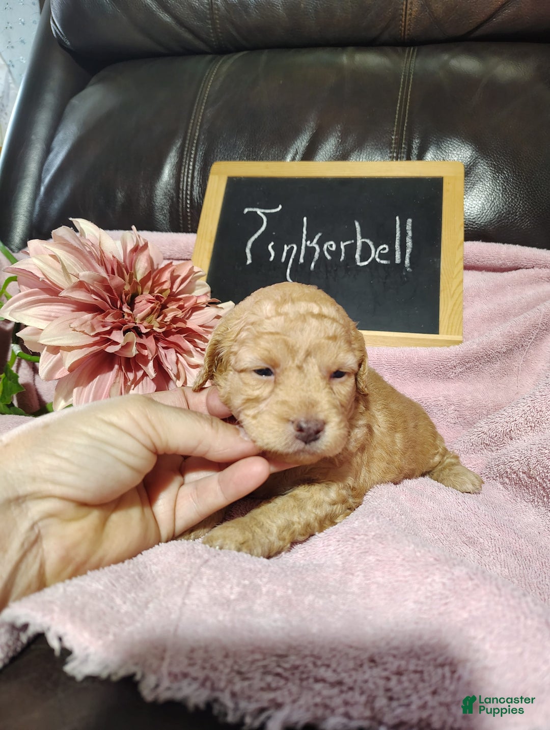 Mini Goldendoodle dogs for sale: Tinkerbell - Image 1