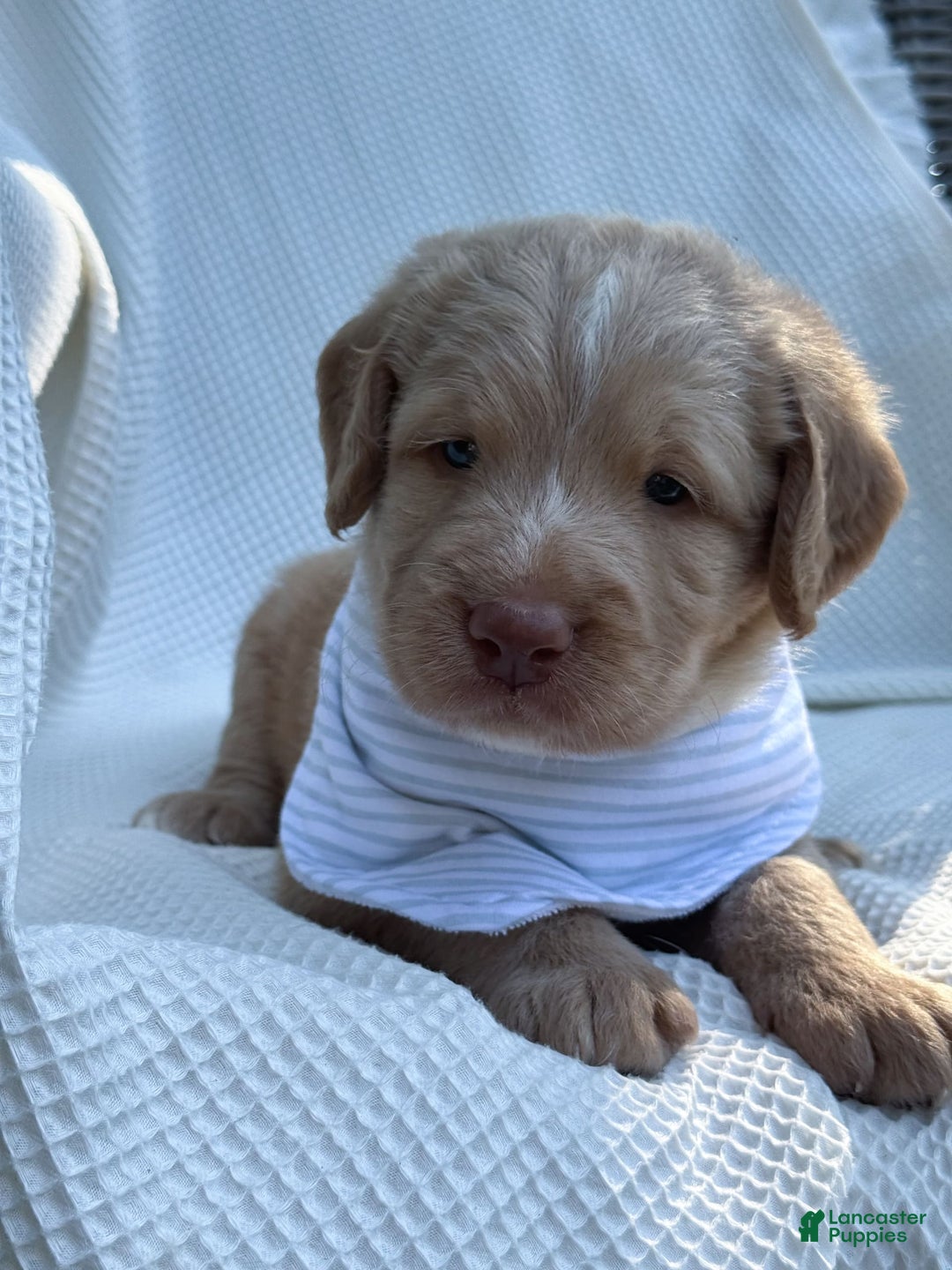 Labradoodle dogs for sale: Cinnamon - Image 6