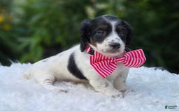 Miniature Dachshund dogs for sale: Suzy - Image 1