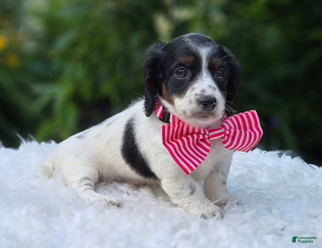 Miniature Dachshund dogs for sale: Suzy - Image 1