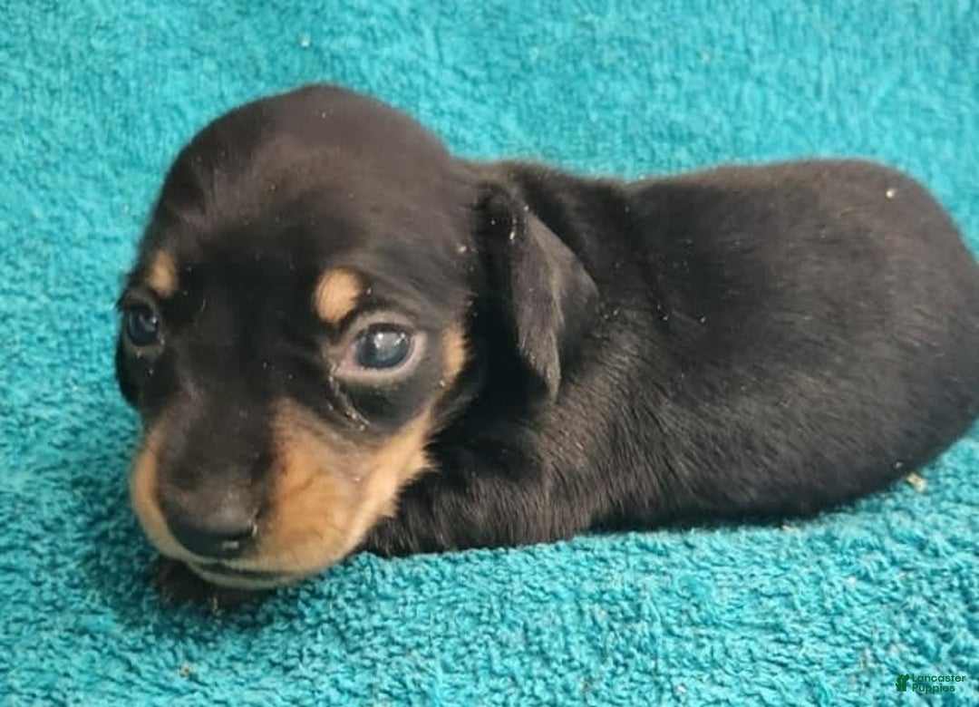Miniature Dachshund dogs for sale: Skipper - Image 3