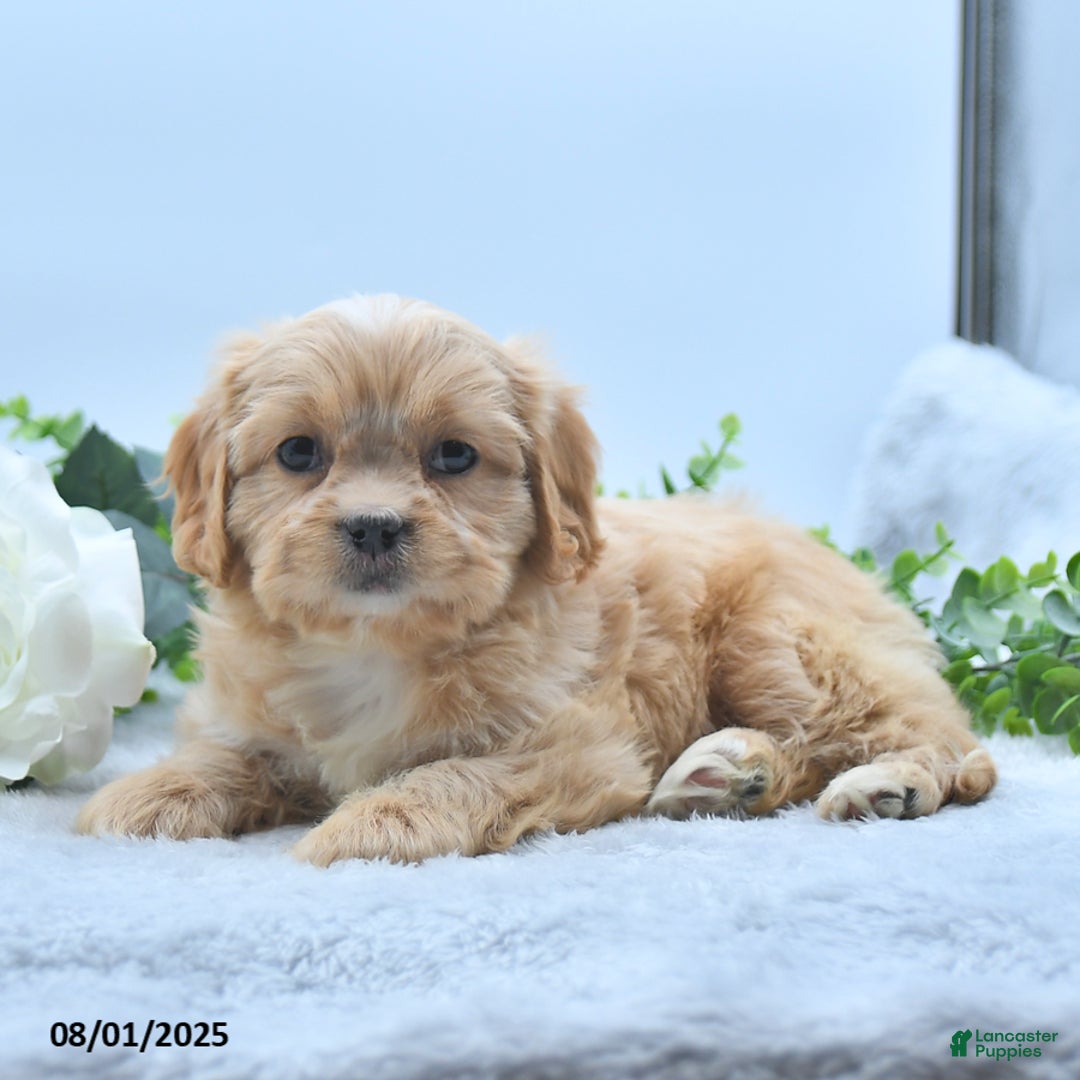 Shih Tzu dogs for sale: Norleen - Image 5