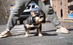 French Bulldog dogs for sale: Bear - Image 7