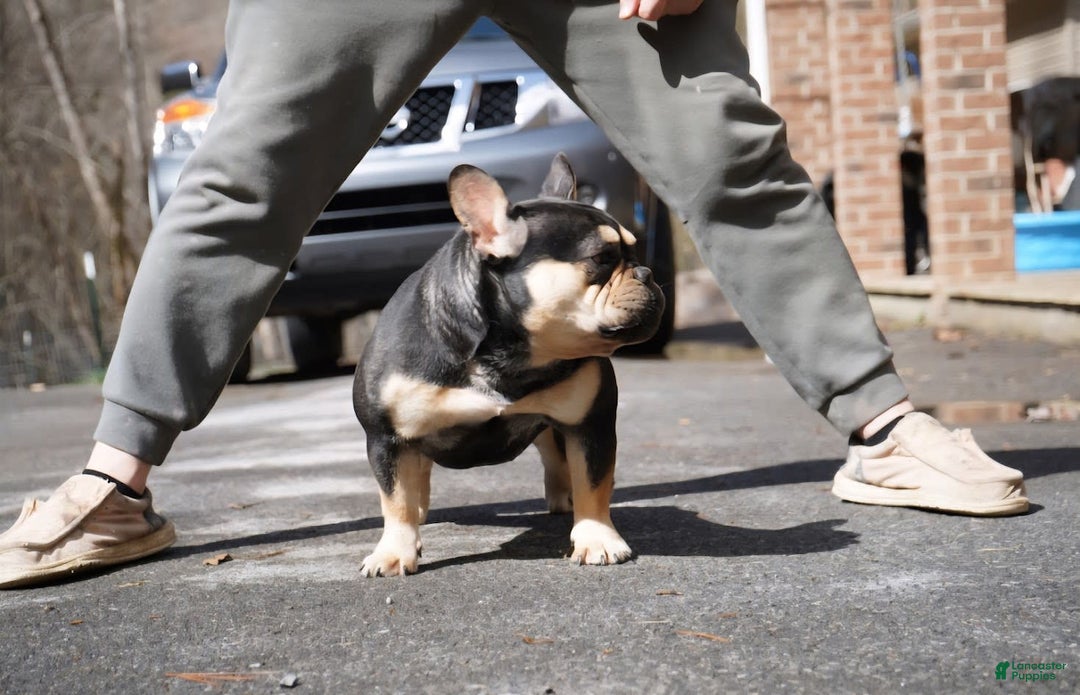 French Bulldog dogs for sale: Bear - Image 7