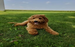 Mini Goldendoodle dogs for sale: Milo F1b - Image 44