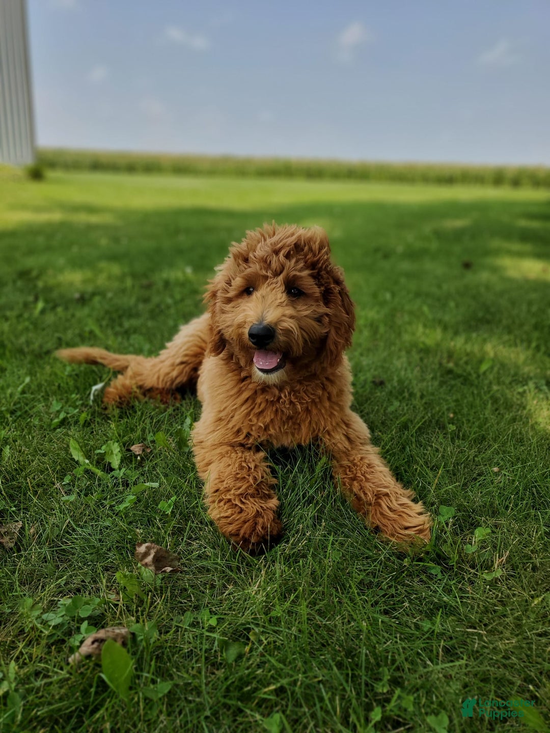 Mini Goldendoodle dogs for sale: Milo F1b - Image 44