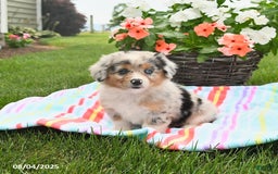 Welsh Corgi Pembroke dogs for sale: Trixie - Image 1