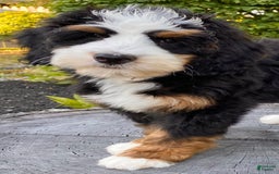 Mini Bernedoodle dogs for sale: ❤️ Boston Ma ❤️ Mini Bernedoodle - Image 24