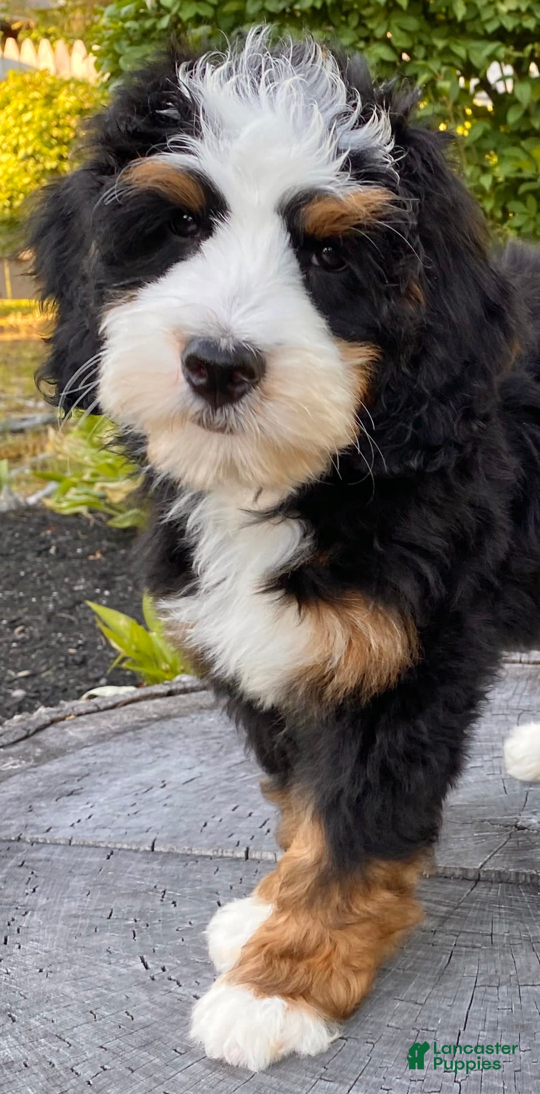 Mini Bernedoodle dogs for sale: ❤️ Boston Ma ❤️ Mini Bernedoodle - Image 24