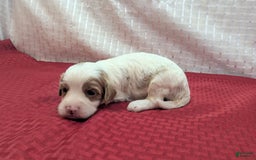Cavapoo dogs for sale: Woody - Image 10